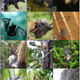 Illustration for article titled Bat-eating spiders are everywhere (except Antarctica)
